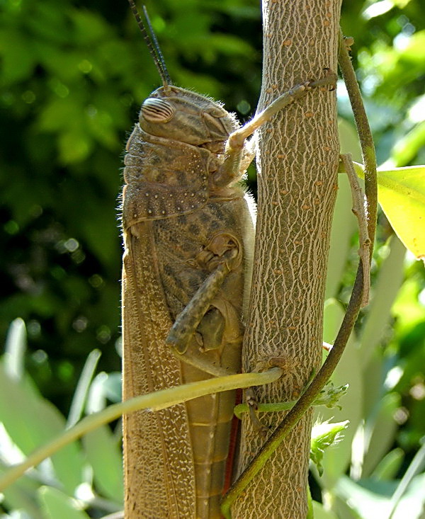 Anacridium aegyptium